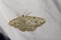 Ectropis crepuscularia