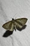 Eupithecia