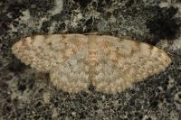 Scopula asellaria