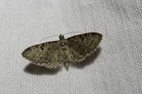 Eupithecia virgaureata