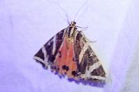 Euplagia quadripunctaria