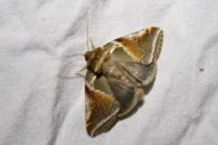 Habrosyne pyritoides