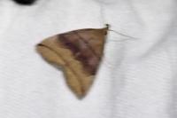 Herminia tarsicrinalis