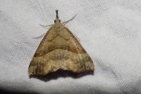 Hypena proboscidalis