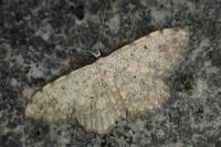 Scopula submutata
