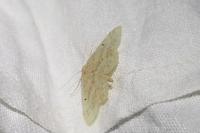 Idaea biselata