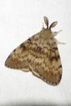 Lymantria dispar