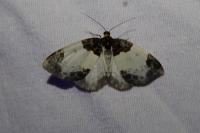 Mesoleuca albicillata