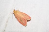 Miltochrista miniata