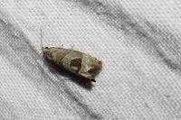 Notocelia uddmanniana