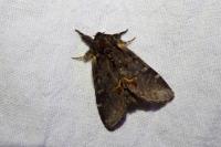 Notodonta dromedarius