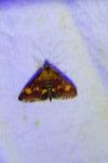 Pyrausta aurata