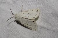 Spilosoma lubricipeda