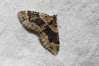 Xanthorhoe ferrugata