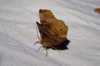 Selenia tetralunaria