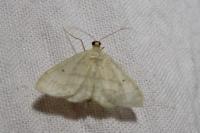 Idaea biselata