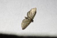 Eupithecia
