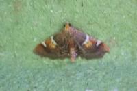 Pyralis regalis