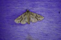 Meganephria bimaculosa