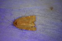 Noctua tirrenica