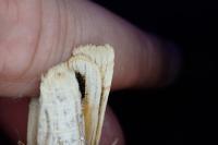 Noctua tirrenica