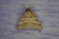 Perigune narbonea