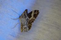 Epirrhoe alternata