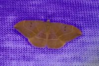 Watsonalla uncinula