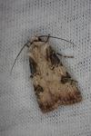 Agrotis puta