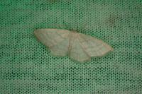 Idaea subsericeata