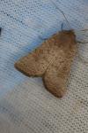 Hoplodrina ambigua