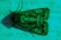 Thalpophila matura