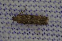 Tuta absoluta