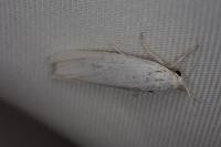 Coscinia cribraria