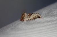 Cochylis hybridella