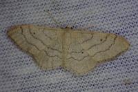 Idaea aversata