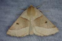 Crocallis elinguaria
