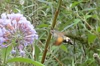 Macroglossum stellatarum