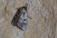 Amphipyra effusa