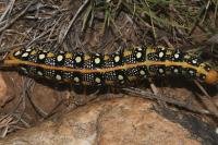 Hyles euphorbiae