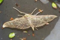 Patania ruralis