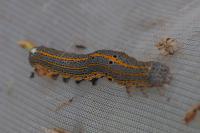 Aedia leucomelas