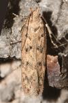Gelechiidae