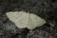 Stegania trimaculata