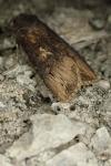 Agrotis ipsilon