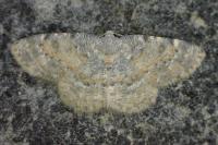 Charissa variegata