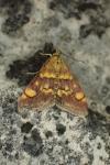 Pyrausta aurata