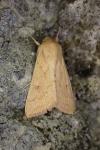Mythimna vitellina