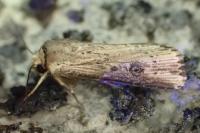 Axylia putris