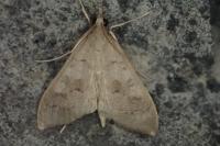 Mecyna asinalis